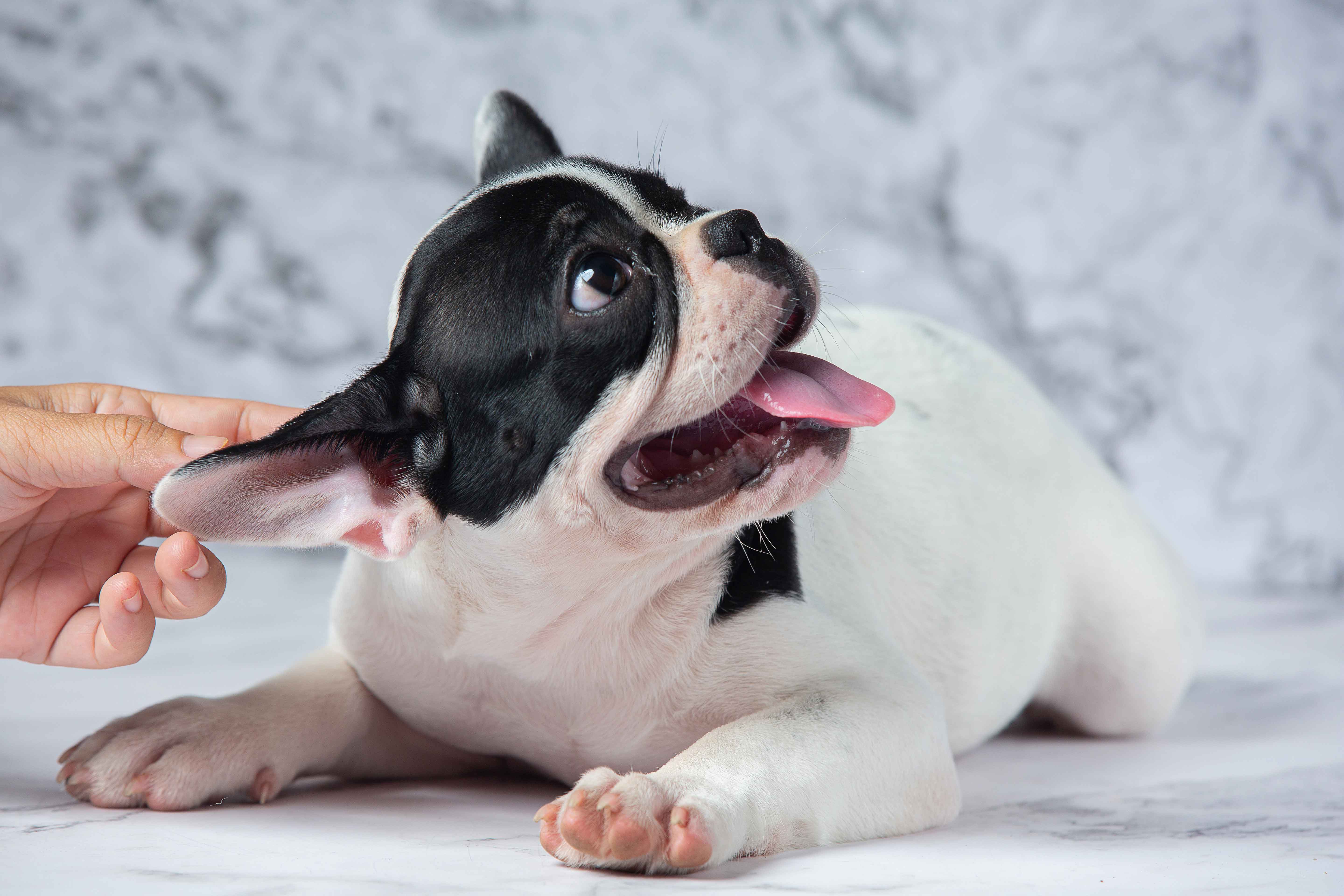 Ear and Eye Cleaning Service